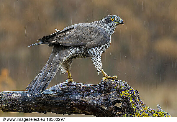 Northern azor accipiter gentilis  perched on its perch. Spain