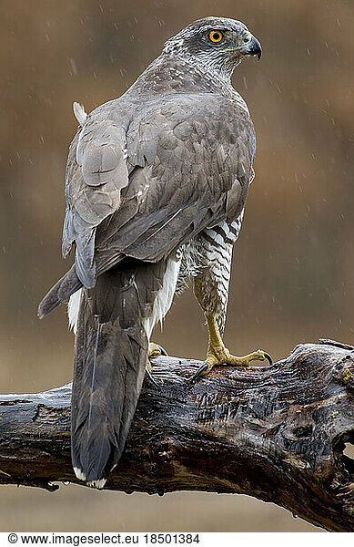 Northern azor accipiter gentilis  perched on its perch. Spain