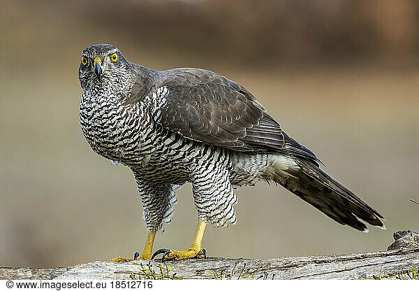 Northern azor accipiter gentilis  perched on its perch. Spain