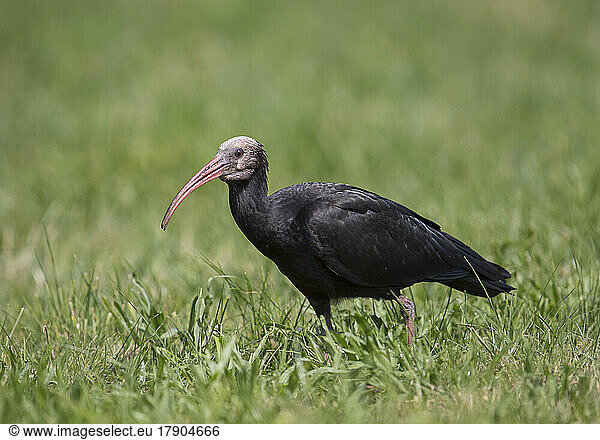 Northern bald ibis (Geronticus eremita) standing in grass