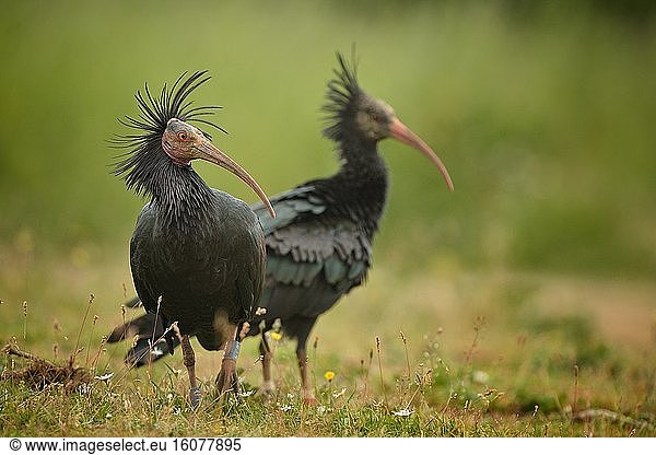 Northern bald ibis on grass