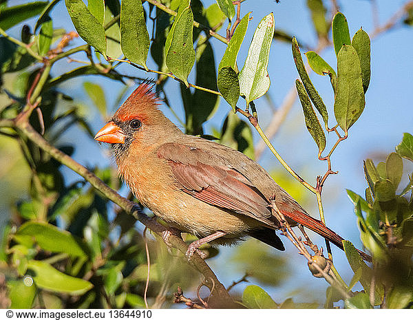 Northern Cardinal (Cardinalis cardinalis); female; Barberville  FL; Oct