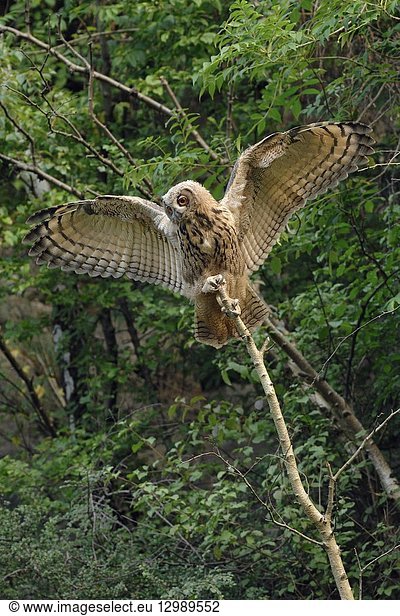 Northern Eagle Owl (Bubo bubo) spreading  opening its wings  balancing on top of a wooden stick  tree  playful  wildlife  Germany..