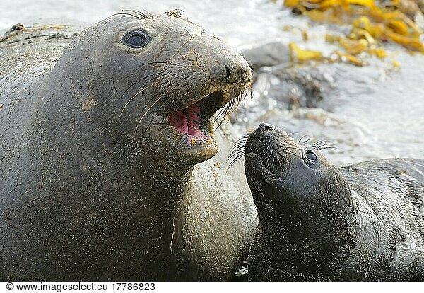 Northern elephant seal Northern elephant seal, northern elephant seals