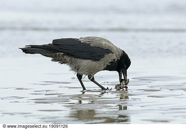 Northern European hooded crow (Corvus corone cornix) (Corvus cornix cornix) eating mussel on the beach