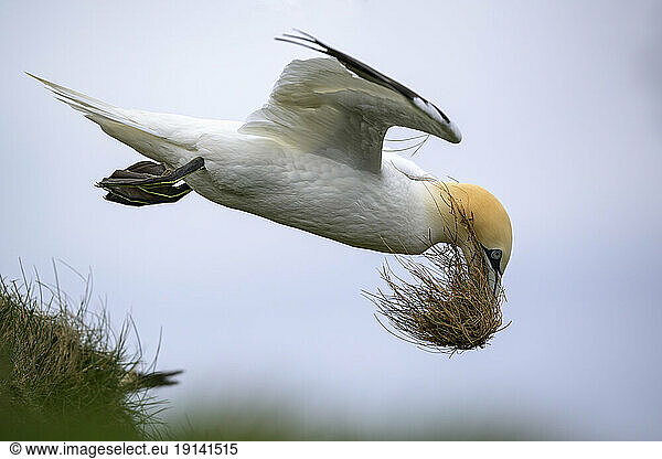 Northern Gannet flying with grass in sky