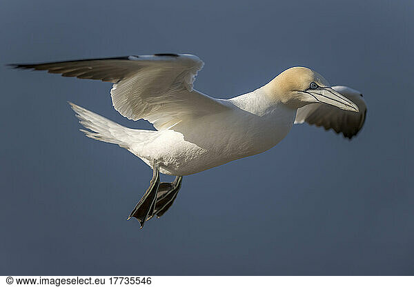 Northern gannet (Morus bassanus) in flight
