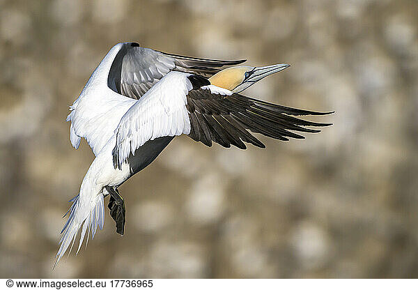 Northern gannet (Morus bassanus) in flight