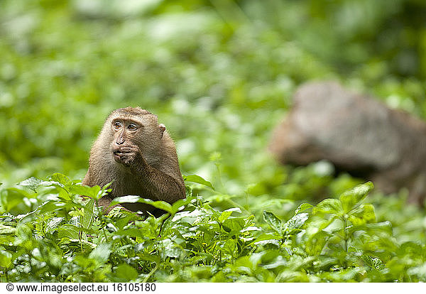Northern pig-tailed Macaque (Macaca leolina) eating  Thailand