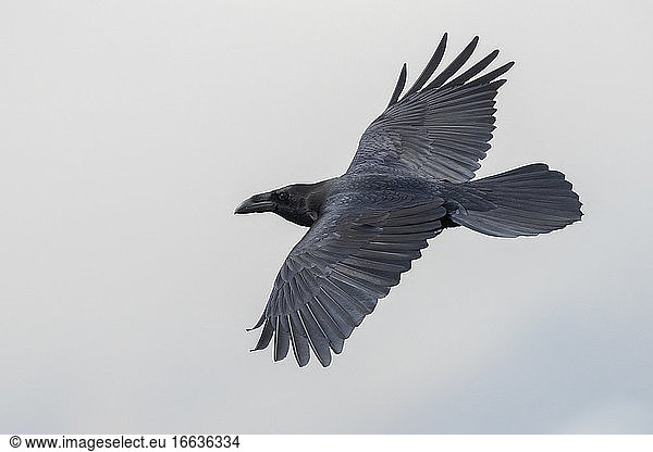 Northern Raven (Corvus corax hispanus)  adult in flight seen from above  Trentino-Alto Adige  Italy