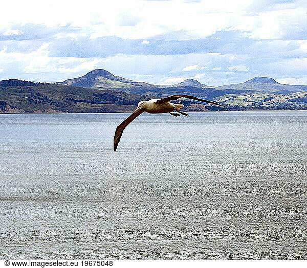 Northern royal albatross (Diomedea sanfordi) flying above sea at Taiaroa Head  Otago Peninsula  South Island  New Zealand