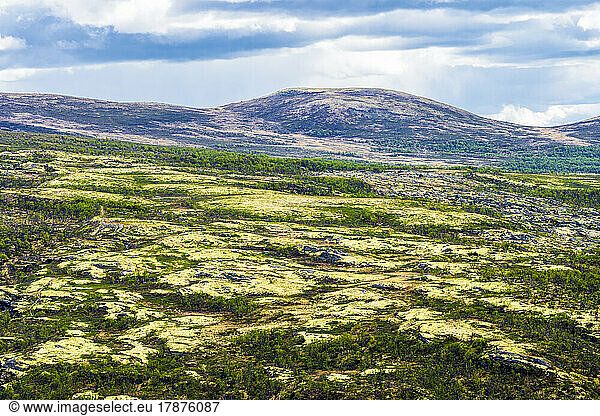 Norway  Innlandet  Landscape of Dovrefjell-Sunndalsfjella National Park