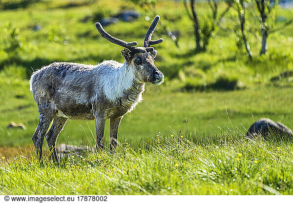 Norway  Nordland  Reindeer (Rangifer tarandus) standing on grass