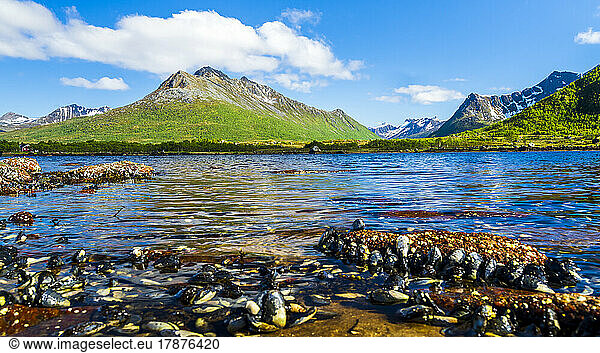 Norway  Nordland  Seashells lying along coastline of Langoya island