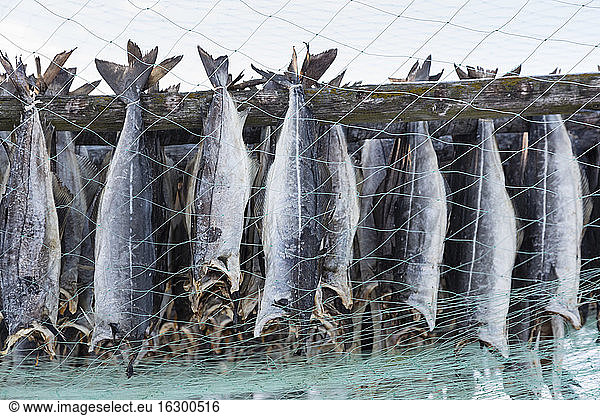 Norway  Skallelv  Stockfish drying on rack