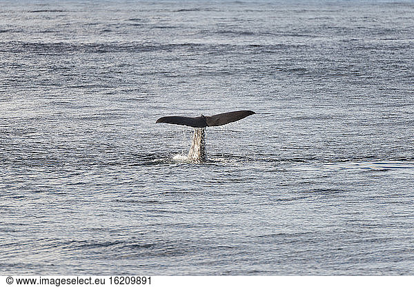Norway  Sperm whale in Atlantic Ocean