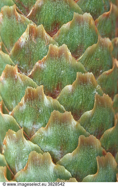 Norway Spruce cone detail  Germany / (Picea abies)