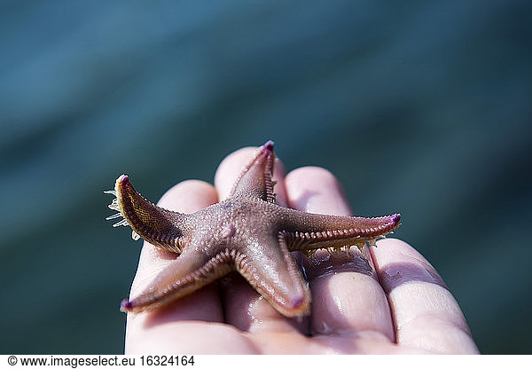 Norway  starfish in hand
