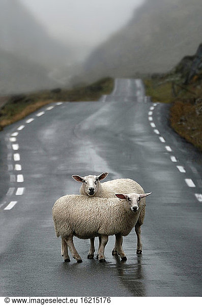 Norwegen  Schaf auf der Straße stehend