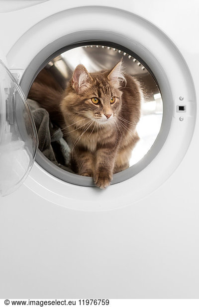 Norwegian forest cat in washing machine