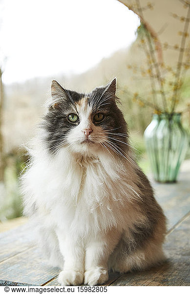 Norwegian forest cat sitting on table outdoors