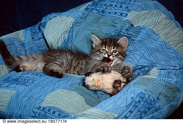 Norwegische Waldkatze  Kätzchen  7 Wochen  schwarz-tabby-mackerel mit Spielzeugkatze  Kissen  Kopfkissen