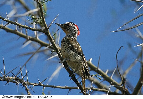 Nubierspecht (Campethera nubica)  Nubierspechte  Spechtvögel  Tiere  Vögel  Spechte  Nubian Woodpecker Female  Kenya