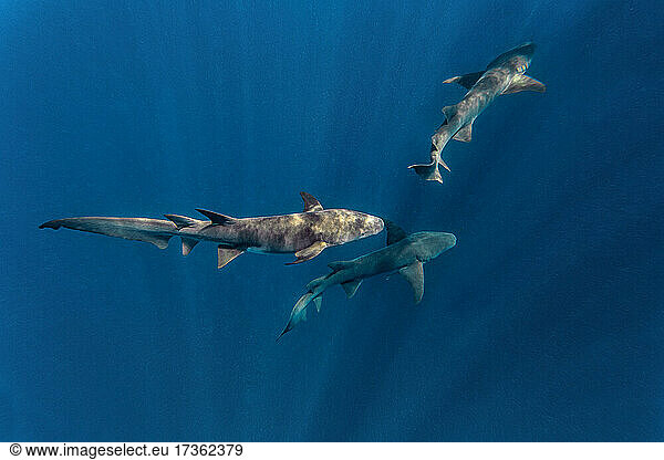Nurse sharks swimming in blue sea
