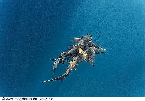 Nurse sharks swimming in deep blue ocean