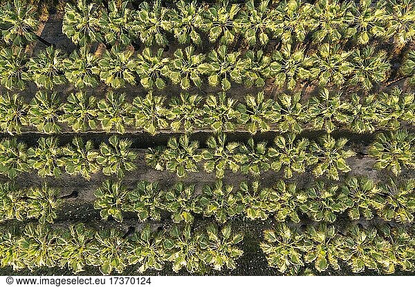 Nursery with rows of cultivated Desert Fan Palms (Washingtonia filifera)  aerial view  drone shot  Ebro Delta Nature Reserve  Tarragona province  Catalonia  Spain  Europe
