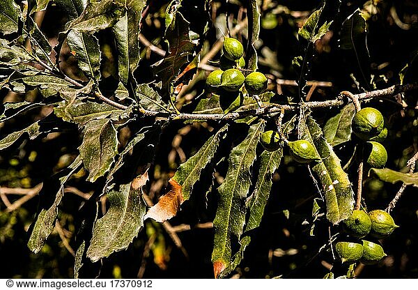Nut fruits of the macadamia tree  macadamia farm  Antigua  Guatemala  Central America