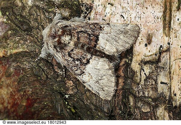 Nut-tree Tussock (Colocasia coryli) adult  resting on bark  Powys  Wales  United Kingdom  Europe
