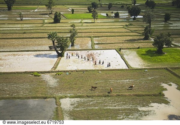 Nutzpflanze  Fürsorglichkeit  Ansicht  Landwirtin  Luftbild  Fernsehantenne  Kambodscha