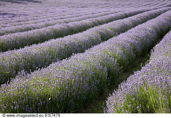 Nutzpflanze  Feld  Reihe  Lavendel