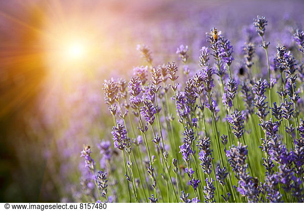 Nutzpflanze  Feld  Reihe  Lavendel