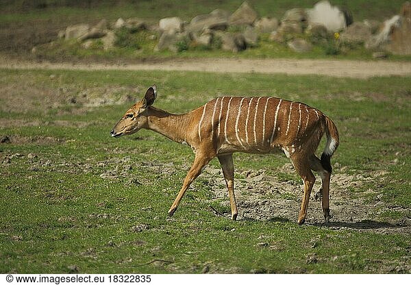 Nyala (Tragelaphus angasi)  Tiefland-Nyala  Antilopen  Antilope  Tragelaphus  Hornträger (Bovidae)  Paarhufer  Wiederkäuer  Artiodactylia  Ruminantia  Säugetier  Tier  Wirbeltier  captive