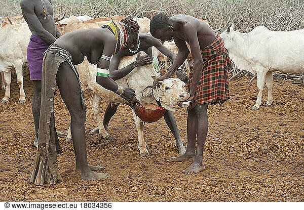 Nyangato- Frau nimmt Blut von Kuh  Bume  Buma  Bumi  stamm  Nyangatom-Stamm  Omo-Tal  Äthiopien  Afrika