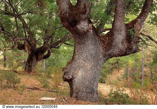 Oak forest in the area know as the Dehesa in the Serranía de Cuenca natural park. Cuenca.