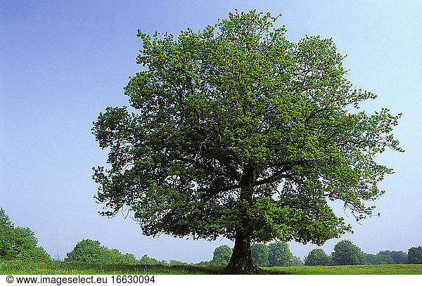 Oak (Quercus sp). Lone tree in the countryside
