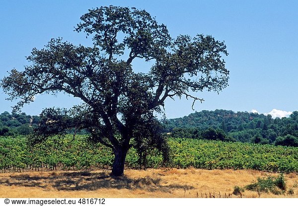 Oak tree at Karmere Vineyard & Winery  near Plymouth  Shenandoah Valley  Amador County  California