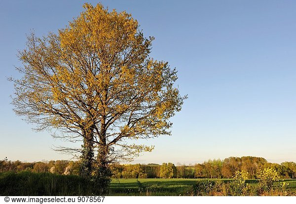 oak tree  Eure-et-Loir department  Centre region  France  Europe.