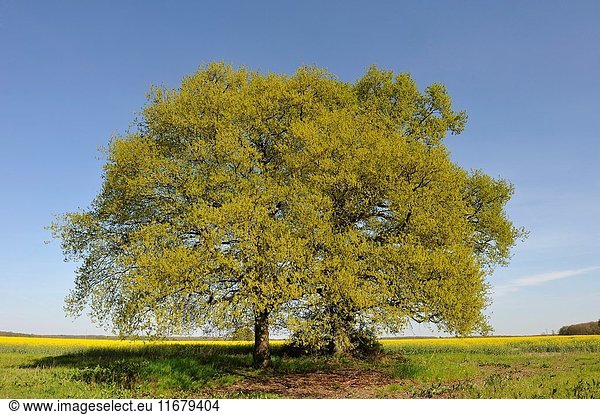 Oak tree in a field on the edge of the Forest of Rambouillet Haute Vallee de Chevreuse Regional Natural Park Yvelines department Ile-de-France region France Europe.