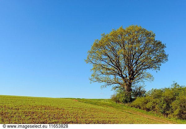 Oak tree in countryside  Bullenheim  Bavaria  Germany.