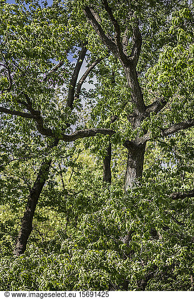 oak  tree  leaves  green  nature