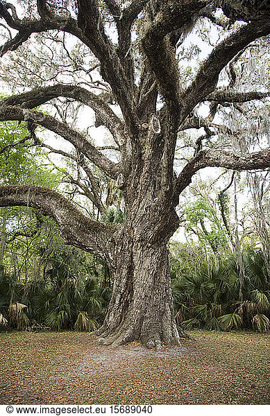 oak  tree  old  nature  Florida