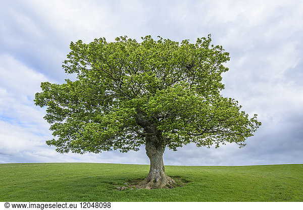 Oak tree on grassy field in spring in Scotland  United Kingdom
