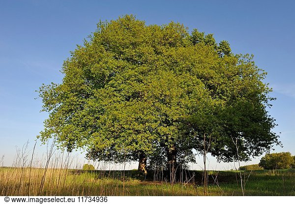 Oak tree on the edge of the forest of Rambouillet  Yvelines department  Ile de France region  France  Europe.