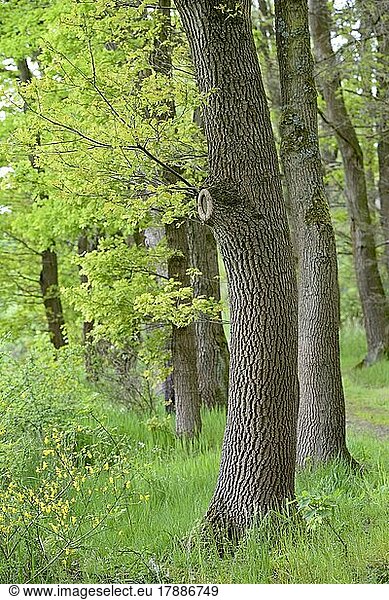 Oak tree (Quercus)  trunk with prominent bark  tree bark  deciduous forest  North Rhine-Westphalia  Germany  Europe