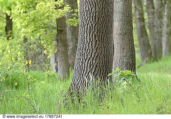 Oak tree (Quercus)  trunk with prominent bark  tree bark  deciduous forest  North Rhine-Westphalia  Germany  Europe