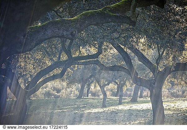 Oak trees illuminated by rays of sunlight